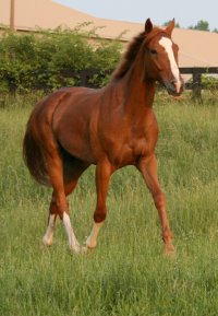 Chestnut Thoroughbred horse for sale at Bits & Bytes Farm - Shenandoah King.