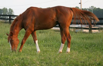 Chestnut Thoroughbred horse for sale at Bits & Bytes Farm - Shenandoah King.