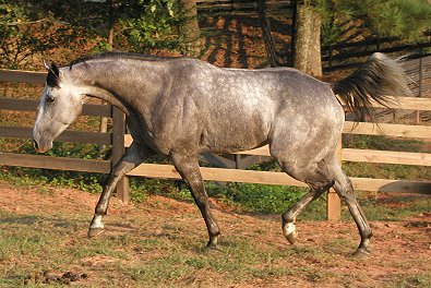 Smokey - Thoroughbreds for sale