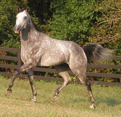 Smokey- Thoroughbreds for sale