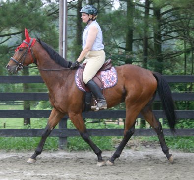 Bay Thoroughbred horse for sale at Bits & Bytes Farm - Snowdance Kid.