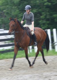 Snowdance Kid is a bay Thoroughbred horse for sale at Bits & Bytes Farm.