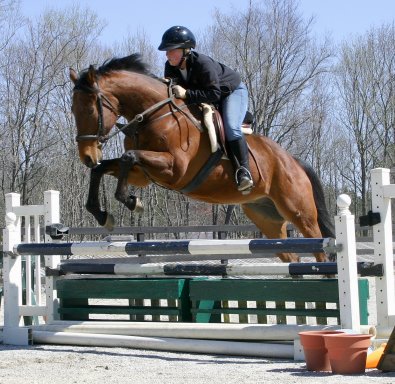 Bay Thoroughbred horse for sale at Bits & Bytes Farm - Snowdance Kid.