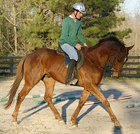 Straw Boy - Thoroughbred horse for sale at Bits & Bytes Farm