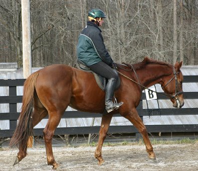 Straw Boy - Thoroughbred horse for sale at Bits & Bytes Farm