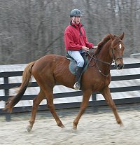 Straw Boy - Thoroughbred horses for sale at Bits & Bytes Farm