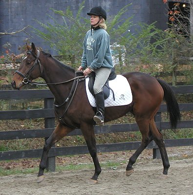 Horses for Sale at Bits & Bytes Farm