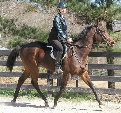 Horses for Sale at Bits & Bytes Farm