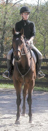 Thoroughbreds for Sale at Bits & Bytes Farm