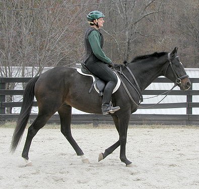 Te Conquistar - Thoroughbred for sale at Bits & Bytes Farm