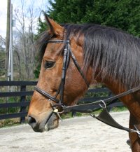 Bay Thoroughbred horse for sale - Touchthesun - March 25, 2006