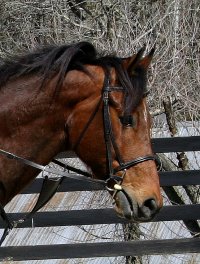 Bay Thoroughbred horse for sale - Touchthesun - March 25, 2006
