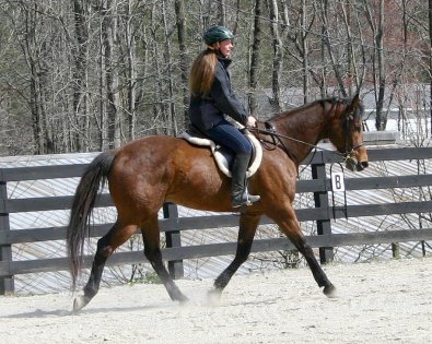 Bay Thoroughbred horse for sale - Touchthesun - March 25, 2006