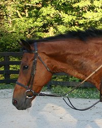 Bay Thoroughbred horse for sale - Touchthesun - March 25, 2006