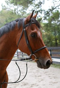 Thoroughbred horse for sale - Touchthesun