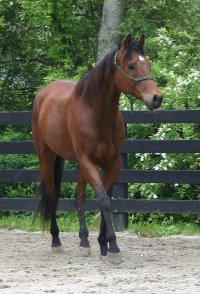 Tuck's St. Aly is an unraced Thoroughbred gelding for sale at Bits & Bytes Farm.