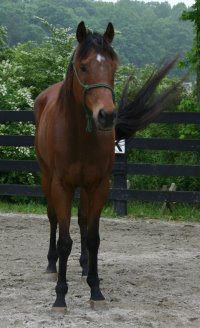 Tuck's St. Aly is an unraced Thoroughbred gelding for sale at Bits & Bytes Farm.