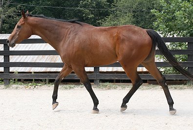 Thoroughbred horse for sale.
