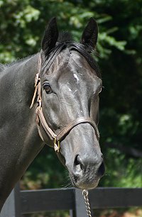 Wiseguy's Out - Thoroughbred horse for sale at Bits & Bytes Farm