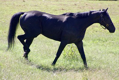 CANTER NE Thoroughbred - Wiseguy's Out
