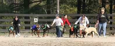 "And . . . They're OFF!" in the Dobie Derby at Bits & Bytes Farm.