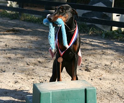 The winner of the first ever "Dobie Derby" is Miss Sydney.