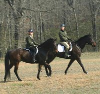 Ex race horses at a hunter pace.
