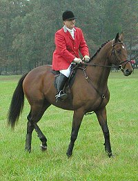 Former Bits & Bytes Farm horse Swell Bell is now foxhunting with Charles Siler at Shakerag Hounds.