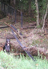 Zulu checks out the damage from hurricane Ivan.