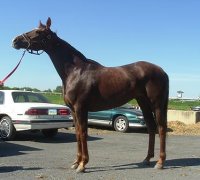 17 hand Thoroughbred mare