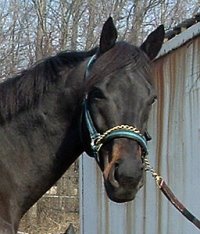Black Thoroughbred horse for sale. Please call for more information. We do not give prices by e-mail.