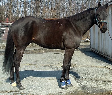 "Sweep" is a jet black 16.1 or 16.2 hand six year-old gelding. 