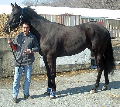 Black Thoroughbred horse for sale. Please call for more information. We do not give prices by e-mail.
