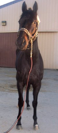 "Blackberry" is a 16 hh, gorgeous black gelding who is just turning four this year. 