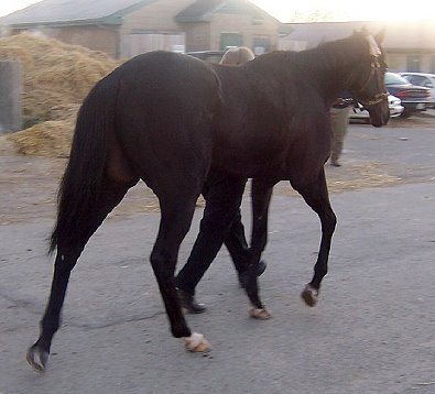 Thoroughbred horse for sale. Please call for more information. We do not give prices by e-mail.
