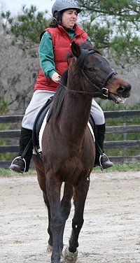 Horse fighting rider's hands.