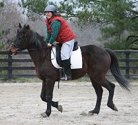 A horse with his head up has a hollowed back and a shorter stride.