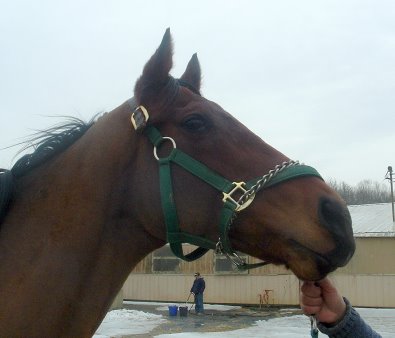 "Cannolies" is a five year-old, 16.1 hand bay gelding. He is a grand son of the famous Forty Niner.