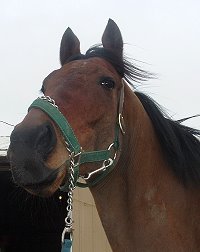 Thoroughbred horse for sale - "Cannolies" is a five year old bay gelding - Prospect Horse for Sale.