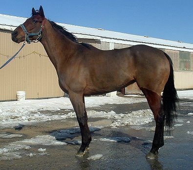 "Cannolies" is a five year-old, 16.1 hand bay gelding. He is a grand son of the famous Forty Niner.