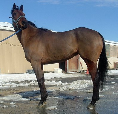 Cannolies is a Prospect Horse for Sale.