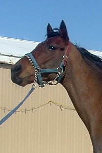 "Cannolies" is a five year old bay gelding - Prospect Horse for Sale.