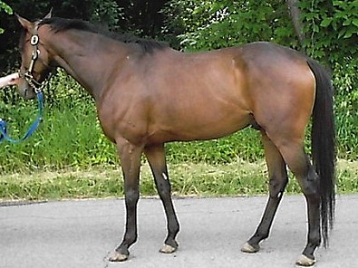 Fuhrluck's prospect horse photo. June 2007