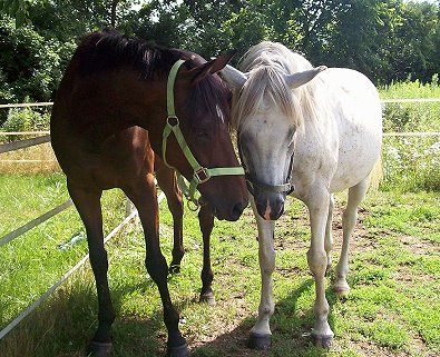 OTTB Fuhrluck and his Arabian gelding pasture buddy, Ghazal.