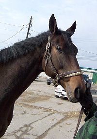 OTTB- "Geronimo" is over 16 hh and six years old. 