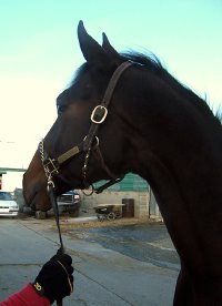 OTTB- "Geronimo" is very quiet and has laid back personality. 