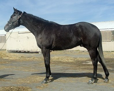 "Gettin Gray" is a beautiful five year old, dark grey gelding who stands about 16.1+hh.