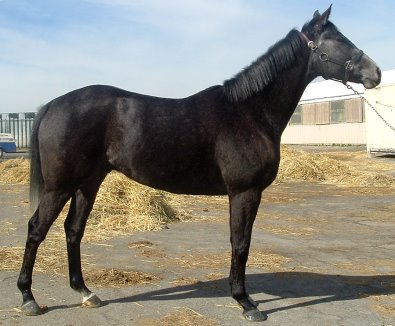 Gettin Gray is a five year old grey Thoroughbred horse for sale.
