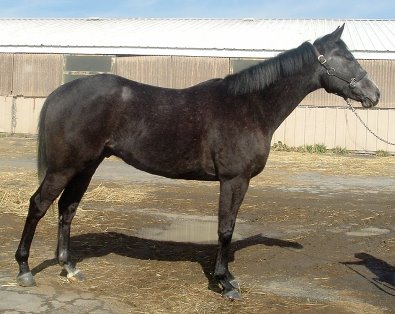 Thoroughbred horse for sale. Please call for more information. We do not give prices by e-mail.