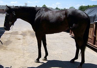 Black Thoroughbred Horse For Sale
